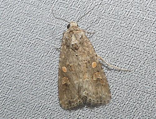 Spodoptera exigua